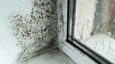 Damp And Mould Windowsill