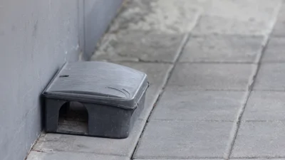 Image shows a black plastic rat trap set outside a property