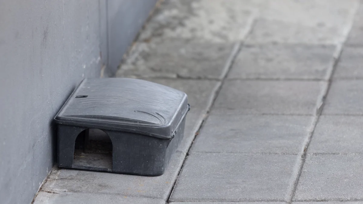 Image shows a black plastic rat trap set outside a property